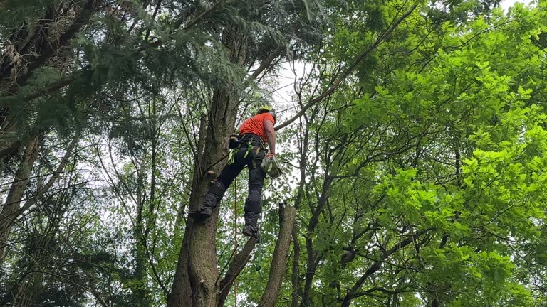 Professional Tree Removal and Landscaping Services in Boonton, NJ